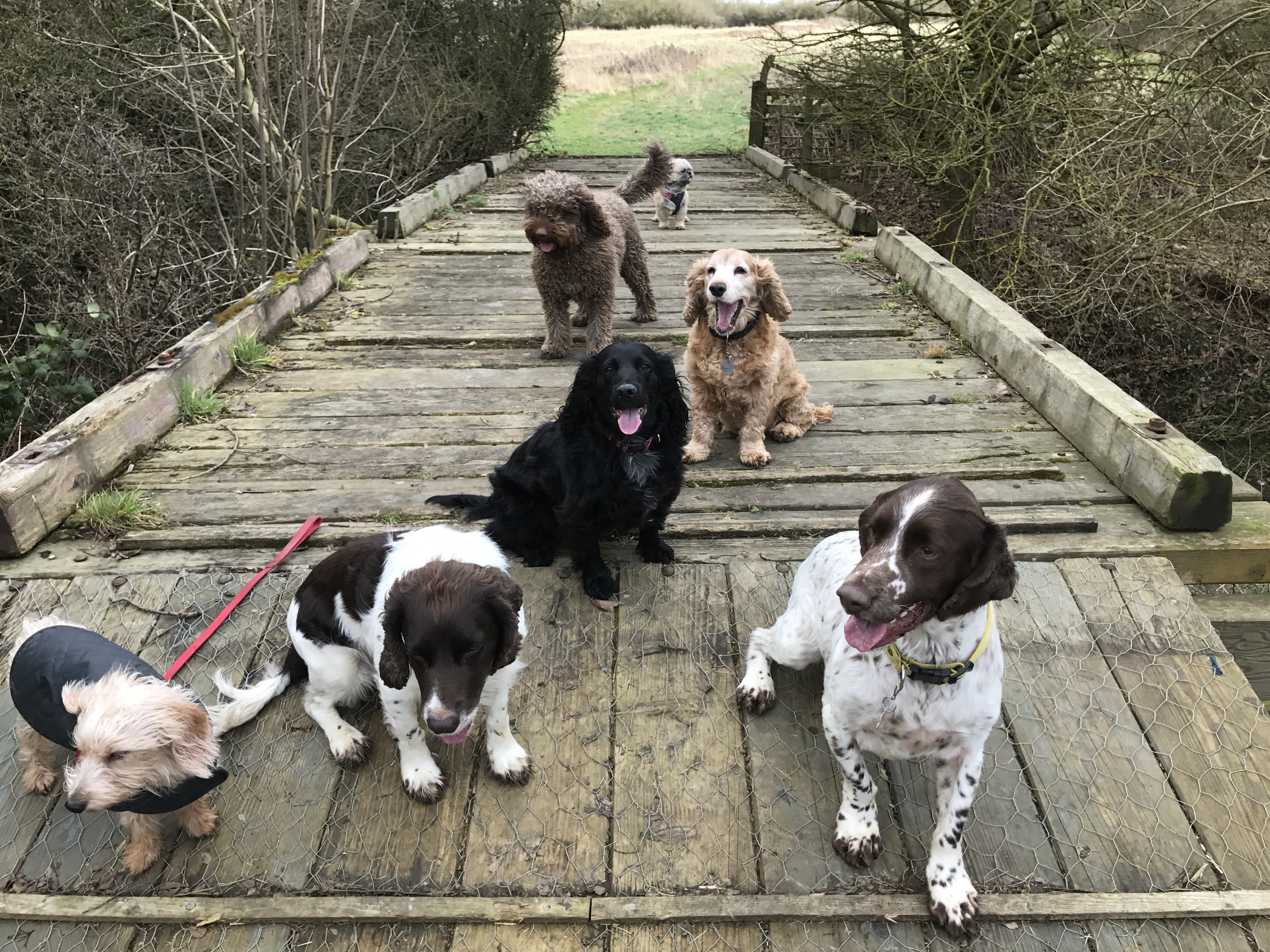 Creature Comforts Dog Walking Creature Comforts Dog Walking