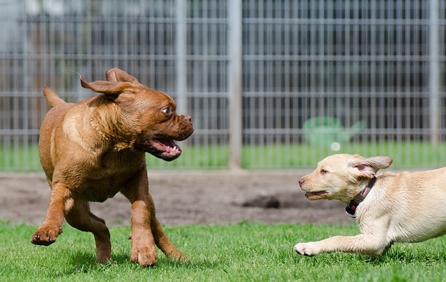 dogs playing evesham