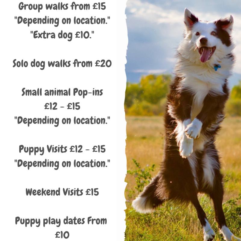 How Much Do People Charge For Dog Walking Uk How Much Do People Charge For Dog Walking Uk